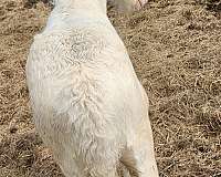 tobiano-splashed-white-horse
