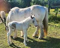 buckskin-tobiano-splashed-white-horse