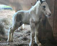 tobiano-splashed-white