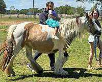 buckskin-tobiano-gypsy-vanner-stallion