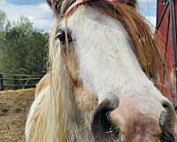 buckskin-tobiano-gypsy-vanner-foal