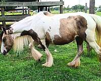 vanner-foal
