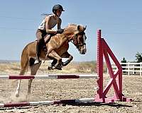 blaze-white-socks-pony