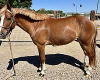 chestnut-blaze-white-socks-pony