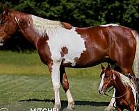back-paint-pony