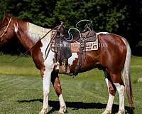 buy-now-paint-pony