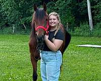 foundation-project-horse