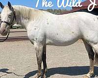 buckskin-aphc-filly-mare