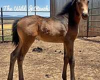 deal-appaloosa-horse