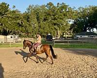 show-andalusian-arabian-horse