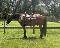 show-experience-andalusian-arabian-horse