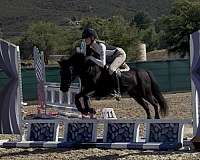 pony-for-sale