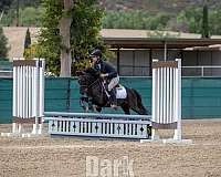 pony-gelding