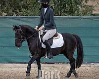 pony