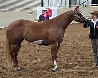 sorrel-overo-show-ex-horse