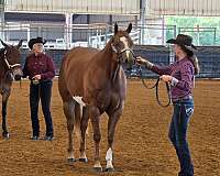 overo-horse