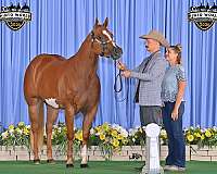 sorrel-overo-horse