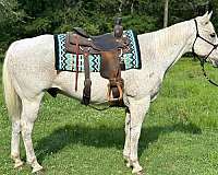 all-around-quarter-horse