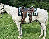affordable-quarter-horse