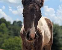 tobiano-pony-colt