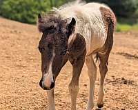 pony-colt
