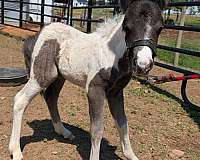 pony-for-sale