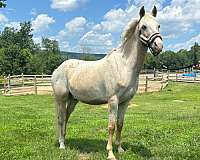 poa-pony-for-sale