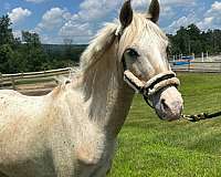 poa-pony