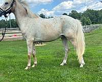 poa-gelding