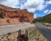 racking-horse-for-sale