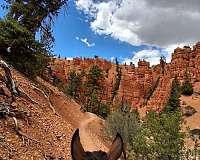 racking-horse