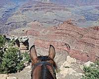 gelding