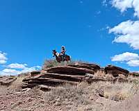 trail-racking-horse