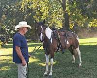 trail-horse