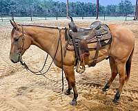 cutting-show-gelding