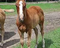 pretty-boy-cat-horse