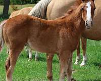 pretty-boy-cat-quarter-horse
