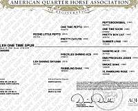 shiners-ace-quarter-horse