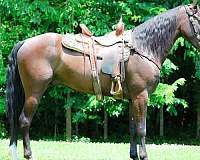 all-around-kentucky-mountain-horse