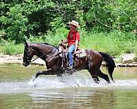 beginner-kentucky-mountain-horse