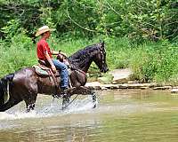 endurance-kentucky-mountain-horse