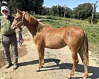 none-horse