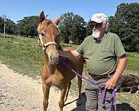 chestnut-none-horse