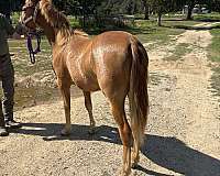 athletic-haflinger-horse