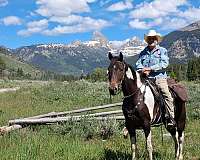 tennessee-walking-gelding