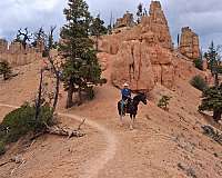 available-tennessee-walking-horse