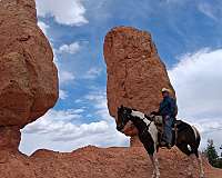 delivery-tennessee-walking-horse