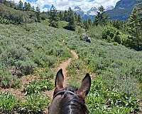 gaited-tennessee-walking-horse
