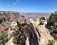 has-been-ridden-tennessee-walking-horse