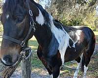 hat-tennessee-walking-horse